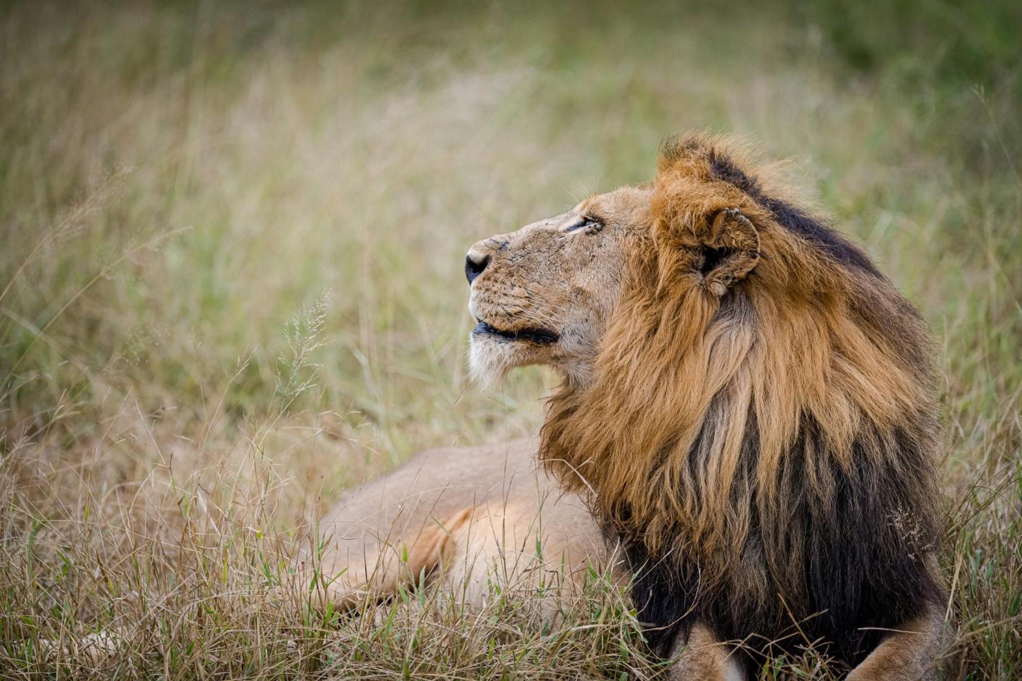 Serondella Safari Lodge ソーニーブッシュ・ゲーム・リザーブ エクステリア 写真