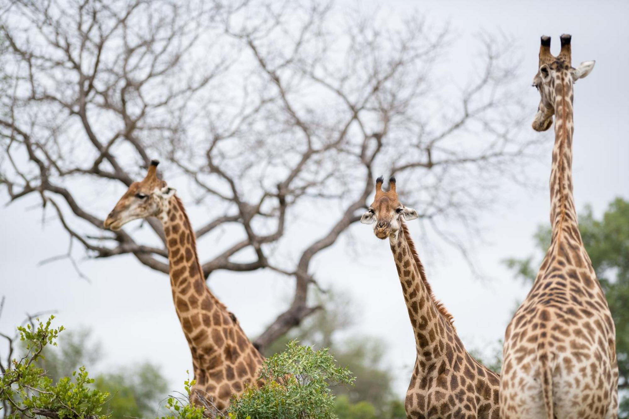 Serondella Safari Lodge ソーニーブッシュ・ゲーム・リザーブ エクステリア 写真