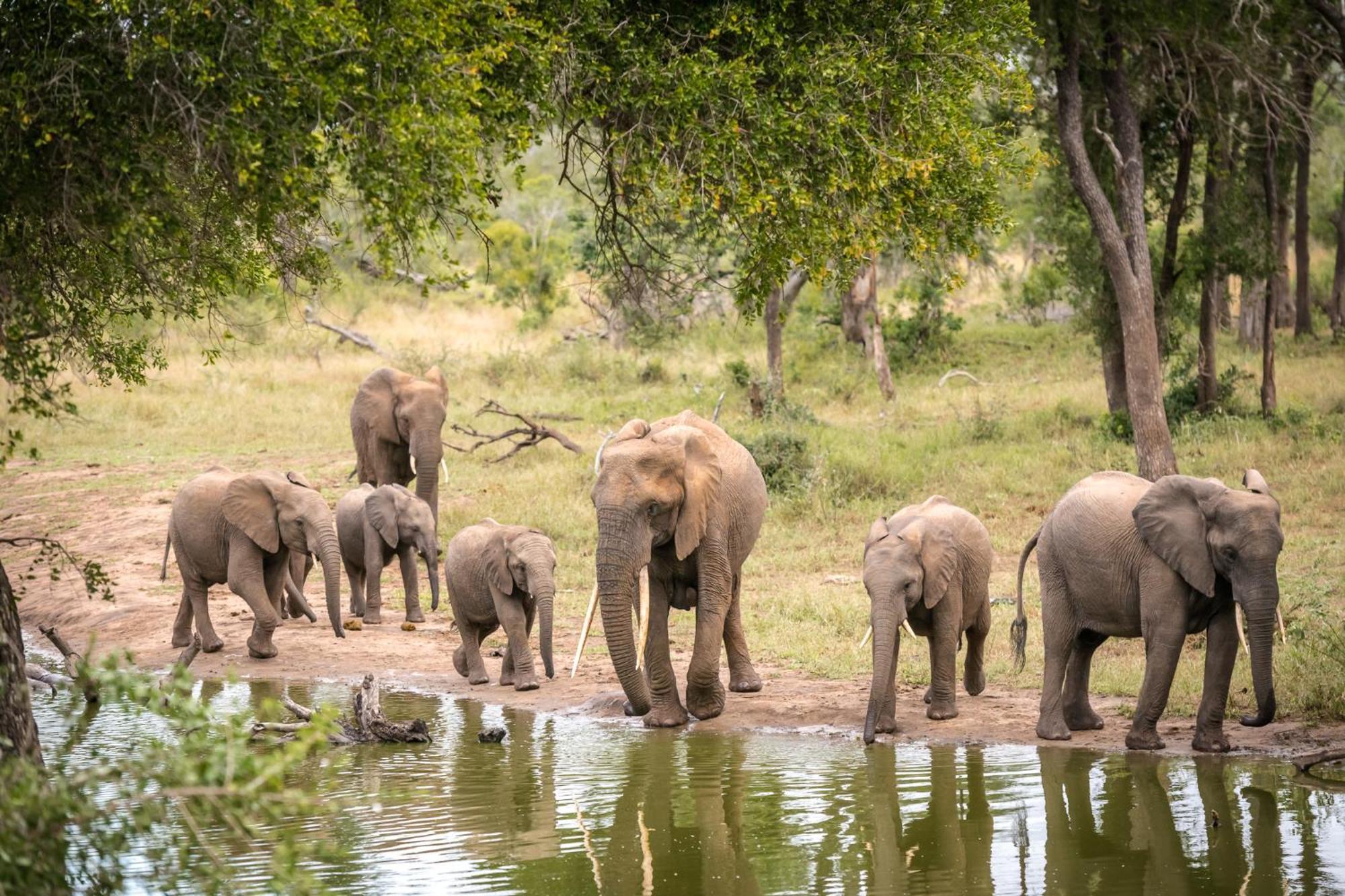 Serondella Safari Lodge ソーニーブッシュ・ゲーム・リザーブ エクステリア 写真